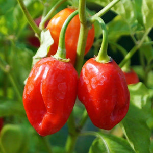 Hot Pepper 4 Plant-Pak