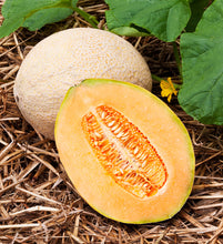 Load image into Gallery viewer, Cantaloupe &quot;Hales Best Jumbo&quot; 3 Plant-Pak
