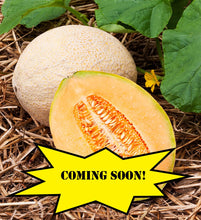 Load image into Gallery viewer, Cantaloupe &quot;Hales Best Jumbo&quot; 3 Plant-Pak
