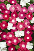 Load image into Gallery viewer, Vinca &quot;Pacifica&quot; 4 Plant-Pak
