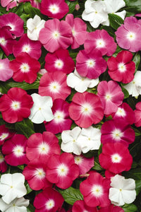 Vinca "Pacifica" 4 Plant-Pak