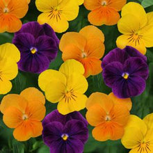 Load image into Gallery viewer, Viola Assorted 3 Plant-Pak
