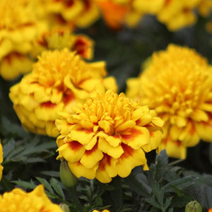 Marigold "Hero" 4 Plant-Pak