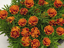 Load image into Gallery viewer, Marigold &quot;Hero&quot; 4 Plant-Pak
