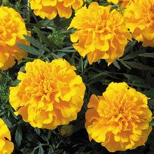 Load image into Gallery viewer, Marigold &quot;Hero&quot; 4 Plant-Pak
