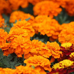 Marigold "Hero" 4 Plant-Pak