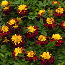 Load image into Gallery viewer, Marigold &quot;Hero&quot; 4 Plant-Pak
