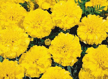 Load image into Gallery viewer, Marigold &quot;Hero&quot; 4 Plant-Pak
