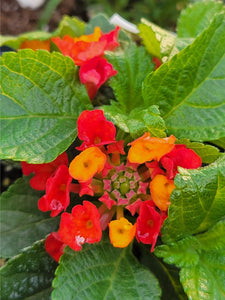 Lantana Single Plant