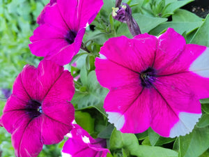 Petunia "Crazytunia" Single Plant