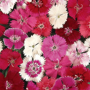 Dianthus 3 Plant-Pak