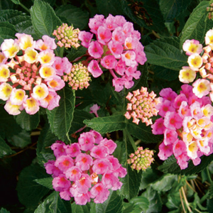 Lantana Single Plant