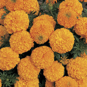 Marigold "Inca"  4 Plant-Pak