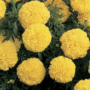 Marigold "Inca"  4 Plant-Pak