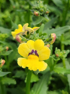 Nemesia Single Plant