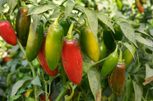 Load image into Gallery viewer, Hot Pepper 4 Plant-Pak
