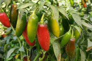 Hot Pepper 4 Plant-Pak