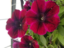 Load image into Gallery viewer, Petunia &quot;Sweetunia&quot; Single Plant
