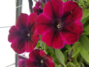 Petunia "Sweetunia" Single Plant