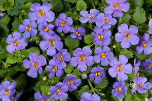 Bacopa "Gulliver" Single Plant