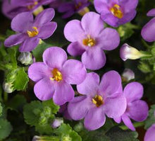 Load image into Gallery viewer, Bacopa &quot;Calypso Jumbo&quot; Single Plant
