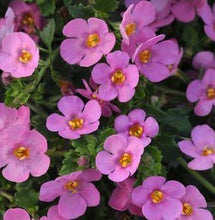 Load image into Gallery viewer, Bacopa &quot;Calypso Jumbo&quot; Single Plant
