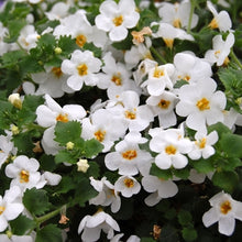 Load image into Gallery viewer, Bacopa &quot;Calypso Jumbo&quot; Single Plant
