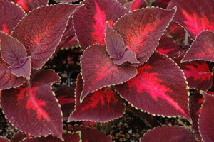 Coleus "Color Blaze" Single Plant