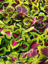 Load image into Gallery viewer, Coleus Single Plant Shade
