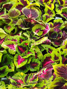 Coleus Single Plant Shade