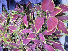 Load image into Gallery viewer, Coleus Single Plant
