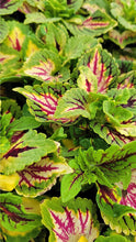 Load image into Gallery viewer, Coleus &quot;Street&quot; Series Single Plant
