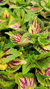 Coleus "Street" Series Single Plant