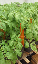 Load image into Gallery viewer, Tomato Gallon Single Plant
