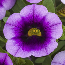 Load image into Gallery viewer, Million Bell &quot;Callie&quot; Single Plant
