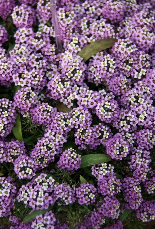 Lobularia Single Plant