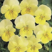 Load image into Gallery viewer, Viola Assorted 3 Plant-Pak
