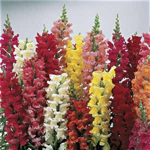 Snapdragon Assorted 4 Plant-Pak