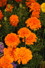 Load image into Gallery viewer, Marigold &quot;Hero&quot; 4 Plant-Pak
