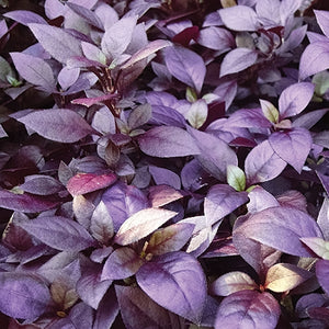 Alternanthera Single Plant