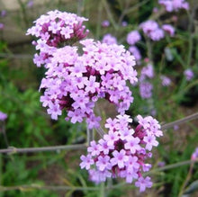 Load image into Gallery viewer, Verbena &quot;Little One&quot; Single Plant
