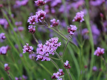 Load image into Gallery viewer, Verbena &quot;Little One&quot; Single Plant
