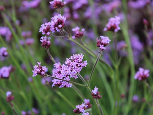 Verbena "Little One" Single Plant