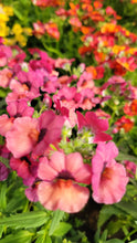 Load image into Gallery viewer, Nemesia Single Plant
