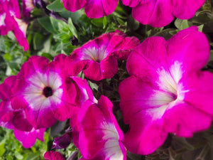 Petunia "Crazytunia" Single Plant