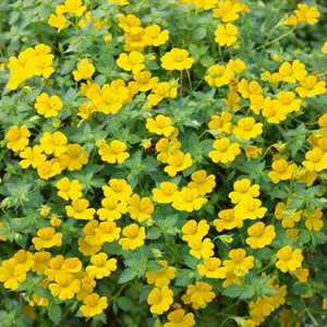 Mecardonia "Magic Carpet Yellow" Single Plant