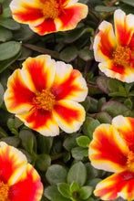 Load image into Gallery viewer, Portulaca &quot;Color Blast Collection&quot; Single Plant
