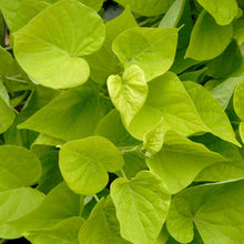 Load image into Gallery viewer, Sweet Potato Vine  Single Plant
