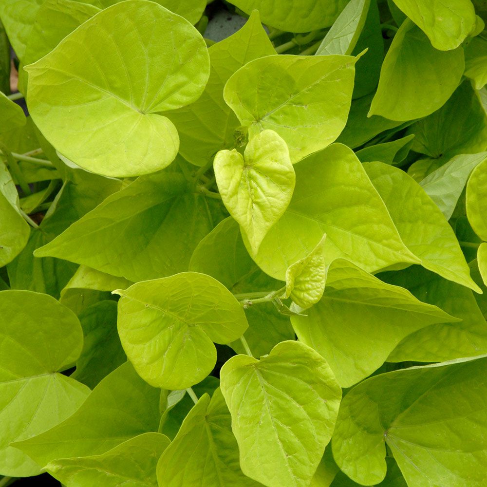 Sweet Potato Vine  Single Plant