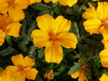 Load image into Gallery viewer, Marigold &quot;Disco&quot; 4 Plant-Pak
